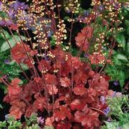 Heuchera hybrid 'Soda Root Beer'