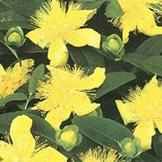 Hypericum calycinum Hypericum calycinum