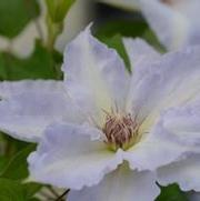 Clematis 'Tranqulite'