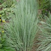 Schizachyrium scoparium 'The Blues' Schizachyrium scoparium 'The Blues'
