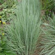 Schizachyrium scoparium 'The Blues'