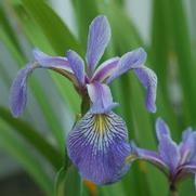 Iris versicolor