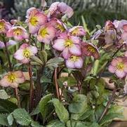 Helleborus 'Frostkiss Cheryl's Shine'