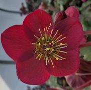 Helleborus 'Frostkiss Bayli's Blush'