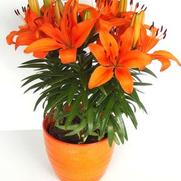 Lilium asiatic 'Orange'