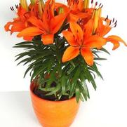 Lilium asiatic 'Orange' Lilium asiatic 'Orange'