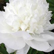 Paeonia lactiflora 'White Tower' Paeonia lactiflora 'White Tower'