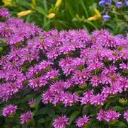 Monarda didyma 'Sugar Buzz Lilac Lollipop'