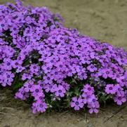 Phlox subulata 'Eye Shadow'