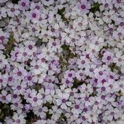 Phlox subulata 'North Hill' Phlox subulata 'North Hill'