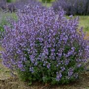 Nepeta faassenii 'Kitten Around'