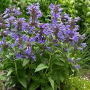 Nepeta kubanica 'Neptune' Nepeta kubanica 'Neptune'