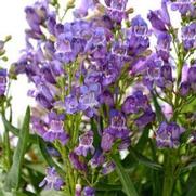 Penstemon hybrid 'Rock Candy Blue' Penstemon hybrid 'Rock Candy Blue'