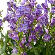 Penstemon hybrid 'Rock Candy Blue'