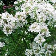 Pycnanthemum tenuifolium 'Narrowleaf Mountain Mint' Pycnanthemum tenuifolium 'Narrowleaf Mountain Mint'