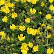 Potentilla 'Verna'