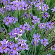 Sisyrinchium angustafolium 'Lucerne'