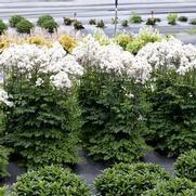 Thalictrum 'White Nimbus'