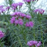 Vernonia lettermannii 'Iron Butterfly'