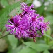 Vernonia noveboracensis