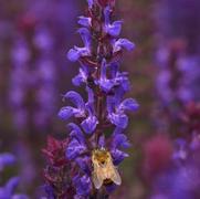 Salvia nemorosa 'Salvatore Blue' Salvia nemorosa 'Salvatore Blue'