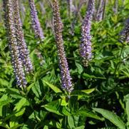 Veronicastrum virginicum 'Red Arrows' Veronicastrum virginicum 'Red Arrows'