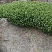 Herniaria glabra 'Green Carpet' Herniaria glabra 'Green Carpet'