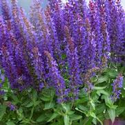 Salvia nemorosa 'Sensation Deep Blue' Salvia nemorosa 'Sensation Deep Blue'