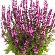 Salvia nemorosa 'Sensation Medium Deep Rose' Salvia nemorosa 'Sensation Medium Deep Rose'