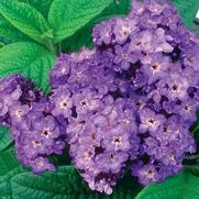 Heliotropium arborescens 'Fragrant Delight' Heliotropium arborescens 'Fragrant Delight'