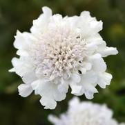 Scabiosa columbaria 'Flutter Pure White' Scabiosa columbaria 'Flutter Pure White'