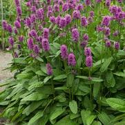 Stachys monnieri 'Hummelo' Stachys monnieri 'Hummelo'