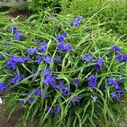 Tradescantia andersoniana 'Zwanenburg Blue' Tradescantia andersoniana 'Zwanenburg Blue'
