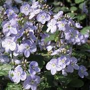 Veronica hybrida 'Waterperry Blue'