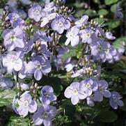 Veronica hybrida 'Waterperry Blue' Veronica hybrida 'Waterperry Blue'