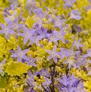 Campanula garganica 'Dickson's Gold'