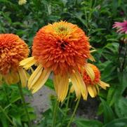 Echinacea purpurea 'Orange Fascinator'