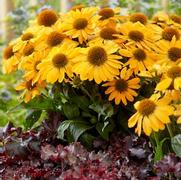 Echinacea purpurea 'Tweety' Echinacea purpurea 'Tweety'