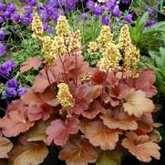 Heuchera hybrid 'Blondie' Heuchera hybrid 'Blondie'