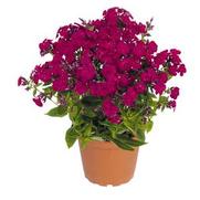 Phlox paniculata 'Flame Ruby' Phlox paniculata 'Flame Ruby'