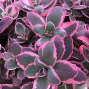 Sedum 'Sun Sparkler Dream Dazzler'