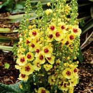 Verbascum hybrid 'Dark Eyes'