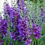 Verbascum hybrid 'Plum Smokey'