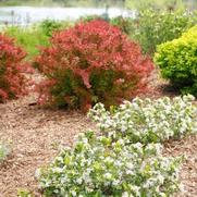 Aronia melanocarpa 'Low Scape Mound' Aronia melanocarpa 'Low Scape Mound'