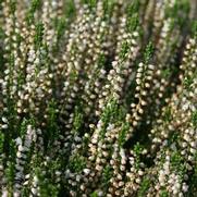 Calluna vulgaris 'Maires'