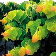 Cercis canadensis 'Rising Sun' Cercis canadensis 'Rising Sun'
