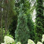 Chamaecyparis lawsoniana 'Pinpoint Blue' Chamaecyparis lawsoniana 'Pinpoint Blue'