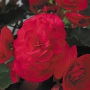 Begonia hybrid 'Solenia Cherry' Begonia hybrid 'Solenia Cherry'