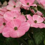 Cornus kousa 'Heart Throb' Cornus kousa 'Heart Throb'