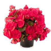 Begonia hybrid 'Solenia Dark Pink' Begonia hybrid 'Solenia Dark Pink'